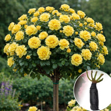 Роза штамбовая Anny Duperey (Анни Дюпрей)