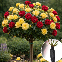 Троянда штамбова Anny Duperey/Tess