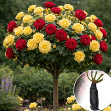 Роза штамбовая Anny Duperey/Tess