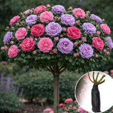 Роза штамбовая Ashleyі/Blue Sky Free