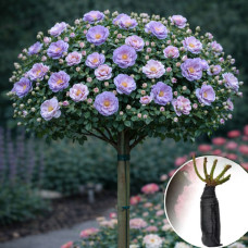 Роза штамбовая Blue for You (Блю фо Ю)