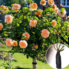 Роза штамбовая Excalibur (Екскалібур)