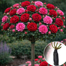 Роза штамбовая Explorer/Yrianda