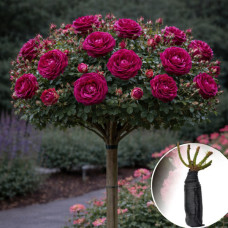 Роза штамбовая Falstaff (Фальстаф)