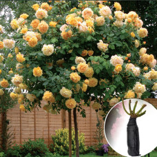 Роза штамбовая Graham Thomas (Грехам Томас)