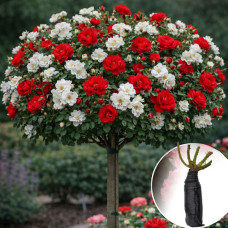 Роза штамбовая Guirlande d'Amour/Scarlet Meillandecor