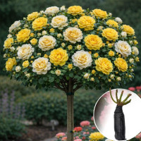 Троянда штамбова Honeymilk/Catalina