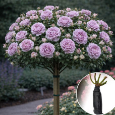 Роза штамбовая Novalis (Новалис)