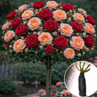 Троянда штамбова Red Lace/Juliet