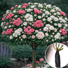 Роза штамбовая Rosarium Uetersen/Swany