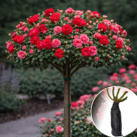 Троянда штамбова Scarlet Meillandecor/Rosarium Uetersen