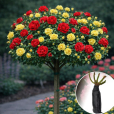 Роза штамбовая Tornado/Yellow doll