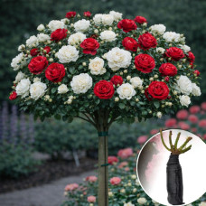 Роза штамбовая Tranquillity/Red Piano