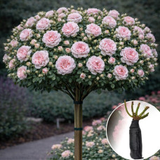 Роза штамбовая Voyage (Вояж)