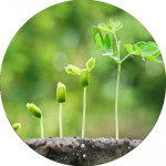 Стимулятори росту рослин (32)
