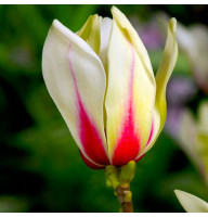 Магнолія 3-річна привита 3-х Sunrise (Санрайз) в горщику 3л