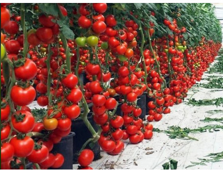 Лучшие сорта томатов для посадки в 2020 году