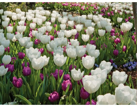 Топ-7 сортів тюльпанів, що найбільш часто купують в Matla Flowers