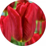 Тюльпани Тріумф (157)