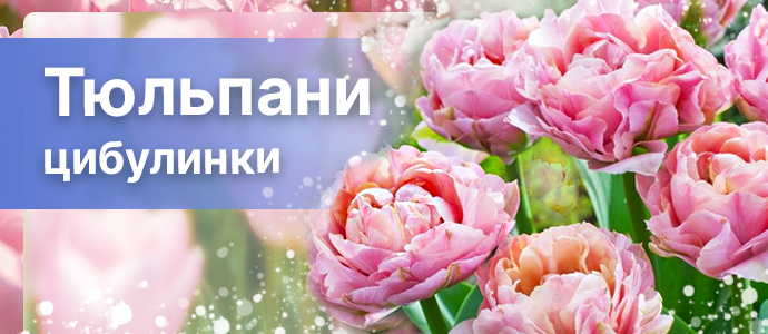 Перейти в каталог >>
