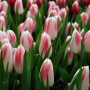 Тюльпан Dutch Pearl 11/12