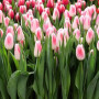 Тюльпан Dutch Pearl 11/12