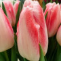 Тюльпан Dutch Pearl 11/12