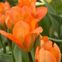 Тюльпан Orange Emperor 11/12