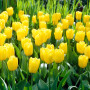 Тюльпан Yellow Flight 11/12