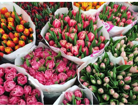Тонкощі вигонки тюльпанів до Нового року та 8 березня