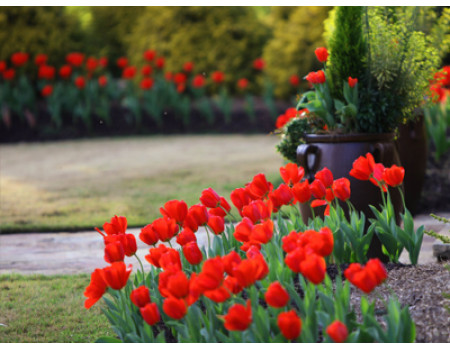 Как красиво посадить тюльпаны в саду или на даче