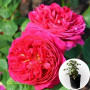 Троянда в горщику Pink Musimara 3 л