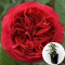 Троянда в горщику Red Eden Rose (Ред Еден Роуз) 3 л