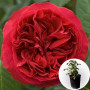 Троянда в горщику Red Eden Rose 3 л