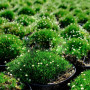 Мшанка шиловидна Green Moss 0,5 л