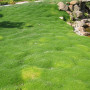 Мшанка шиловидна Green Moss 0,5 л