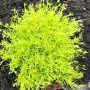 Мшанка шиловидна Lime Moss 0,5 л