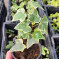 Плющ вічнозелений Variegata 0,5 л
