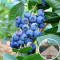 Лохина в горщику Бонус 0,5 л