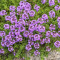 Чебрець звичайний Thymus vulgaris 0,5 л