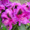 Рододендрон Purple Splendour 1,5 л