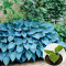 Хоста Blue Angel 0,5 л