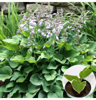 Хоста Pearl Lake 0,5 л