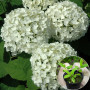 Гортензія Annabelle Hydrangea 0,5 л 