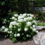 Гортензія Annabelle Hydrangea 0,5 л 