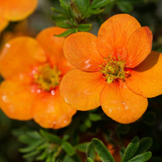 Лапчатка Tangerine Potentilla 0,5 л