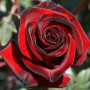 Троянда штамбова Блек Меджик