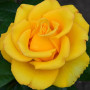 Троянда штамбова Керіо