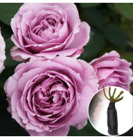 Роза Lavender Ice (Лавандер Айс)