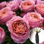 Троянда Romantic Antike